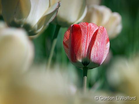 Lone Red Tulip_25187.jpg - Photographed at the 2011 Canadian Tulip Festival in Ottawa, Ontario, Canada.
